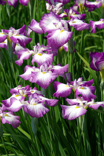 PinkdoseÂ® Iris bonsaïs Couleurs mélangées Le taux bourgeonnant 95%, Variété complète bonsaïs Fleur Accueil DIY 100pcs / Lot Jardin: 4 