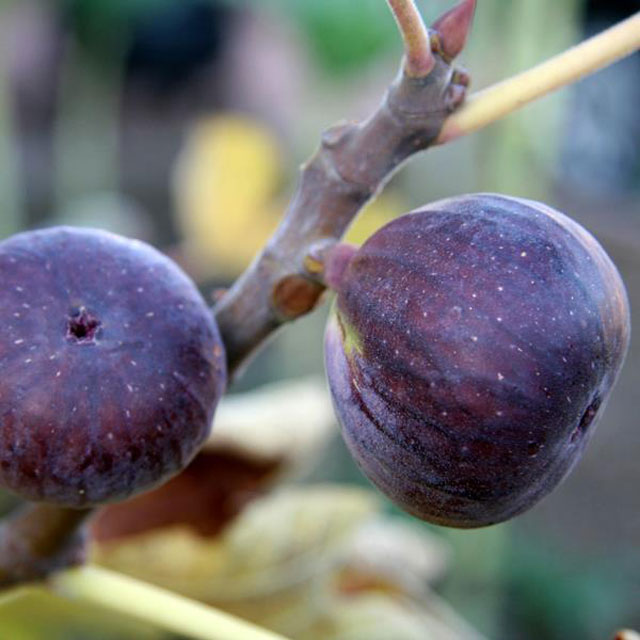 イチジク「プレコス」(12cmp) 【501-029】 | 四国ガーデン通信