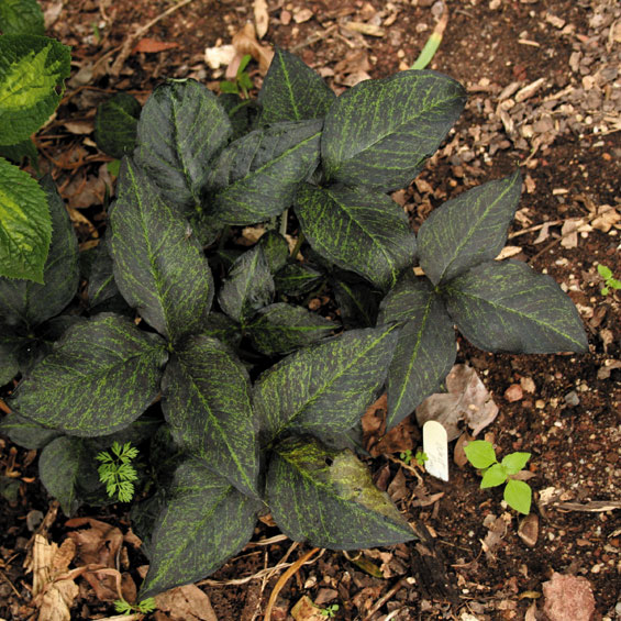 黒葉アメリカテンナンショウ 【029036】 四国ガーデン通信販売部 栽培の手引き